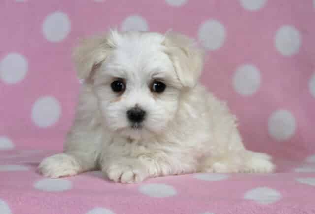 Becca Maltese2 image