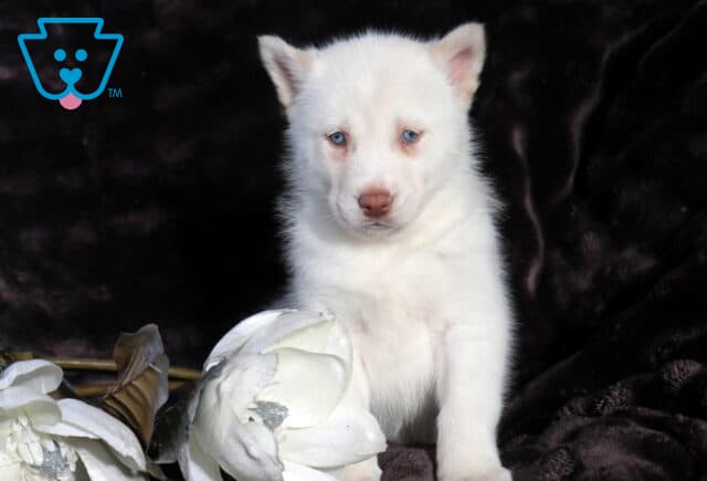 White Alusky puppy with soft blue eyes sitting upright on a dark velvet blanket, fluffy ears pointed and pale pink nose visible, posed beside a white decorative flower for a classic studio portrait. image