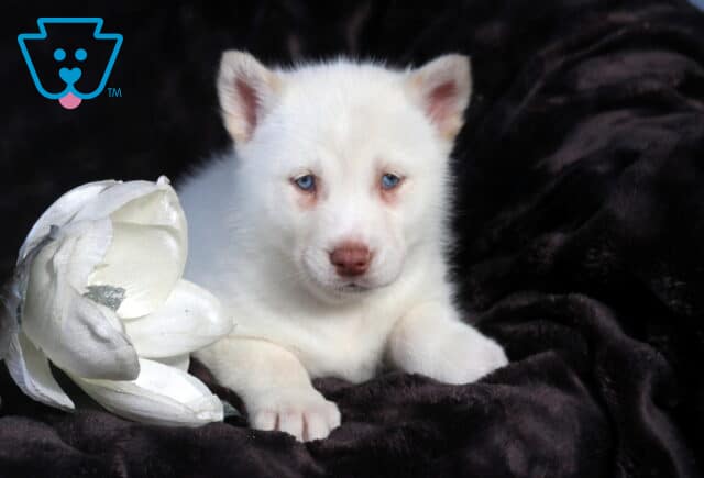 White Alusky puppy with icy blue eyes lying on a dark plush blanket, front paws stretched forward and head slightly lowered, posed next to a white flower accent for a soft, elegant studio photo. image