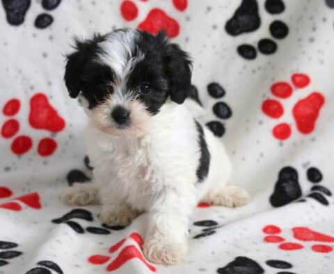 Black and white Poodle mix puppy sitting on a paw-print blanket, featuring a fluffy coat, white chest, and sweet expression, photographed indoors