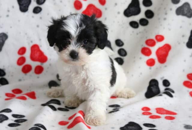Black and white Poodle mix puppy sitting on a paw-print blanket, featuring a fluffy coat, white chest, and sweet expression, photographed indoors image