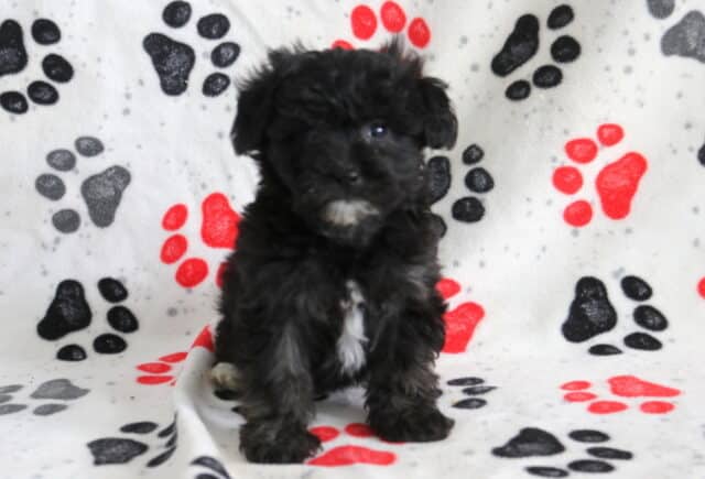Black Poodle mix puppy sitting on a paw-print blanket, featuring a fluffy black coat with a small white chest marking and bright eyes in an indoor photo setting image