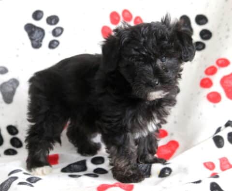 Black Poodle mix puppy standing on a paw-print blanket, showing a soft curly black coat with subtle white markings and an alert, curious expression indoors