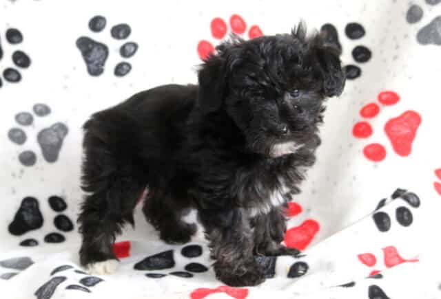 Black Poodle mix puppy standing on a paw-print blanket, showing a soft curly black coat with subtle white markings and an alert, curious expression indoors image