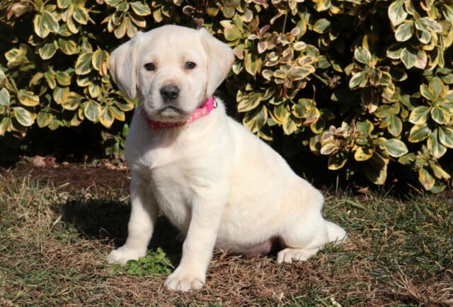 Yellow Labrador Retriever puppy sitting outdoors on grass wearing a pink collar with leafy shrubs behind. image