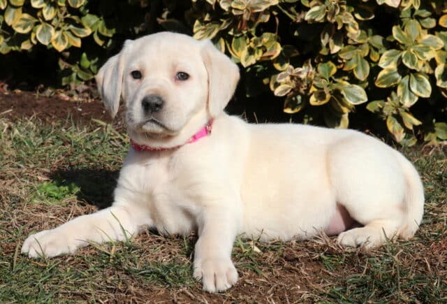 Yellow Labrador Retriever puppy lying on grass outdoors wearing a pink collar with leafy bushes in the background. image