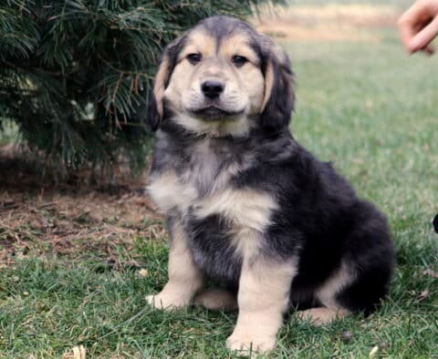 Ben Border Collie Mix