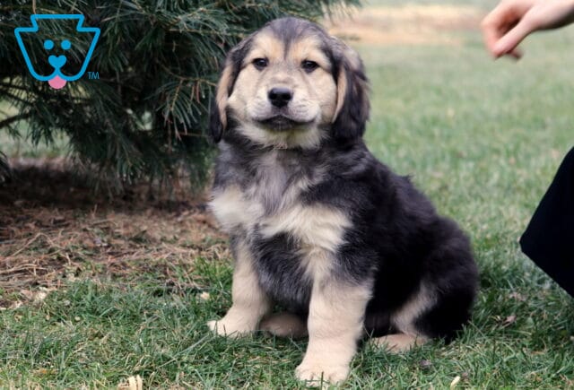 Fluffy gray and tan Border Collie mix puppy sitting on green grass outdoors, showing soft facial markings, light-colored paws, and a calm expression, with an evergreen tree in the background and a nearby hand partially visible. image