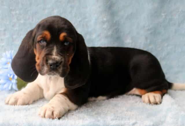 Benji Basset Hound2 image