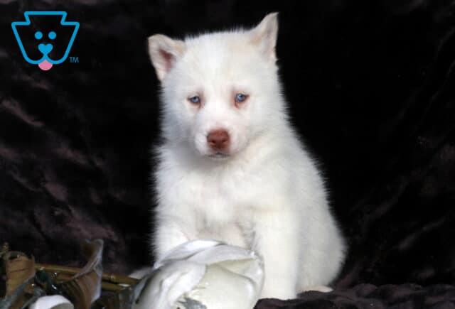 White Alusky puppy with soft blue eyes sitting upright on a dark plush blanket, resting a paw near a white flower prop and gazing calmly toward the camera. image