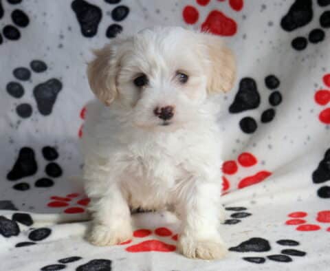 White Poodle mix puppy sitting on a paw-print blanket, featuring a fluffy curly coat, soft cream ears, dark round eyes, and an alert, sweet expression
