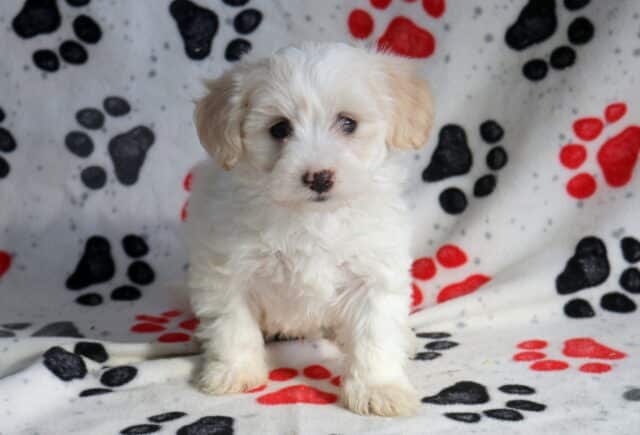White Poodle mix puppy sitting on a paw-print blanket, featuring a fluffy curly coat, soft cream ears, dark round eyes, and an alert, sweet expression image
