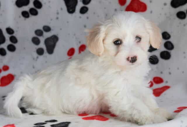 Cream and white Poodle mix puppy lying on a paw-print blanket, with a fluffy soft coat, light tan ears, dark expressive eyes, and a gentle relaxed pose image