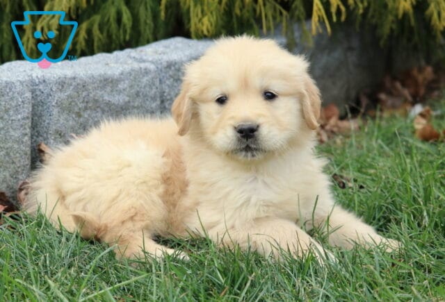 Golden Retriever puppy with a fluffy light-golden coat lying in green grass beside a stone border, looking calmly at the camera with soft floppy ears and evergreen shrubs in the background. image
