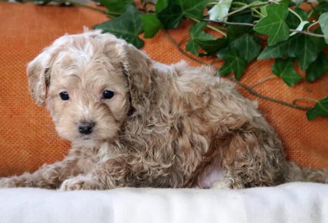 Bentley Cockapoo2 image