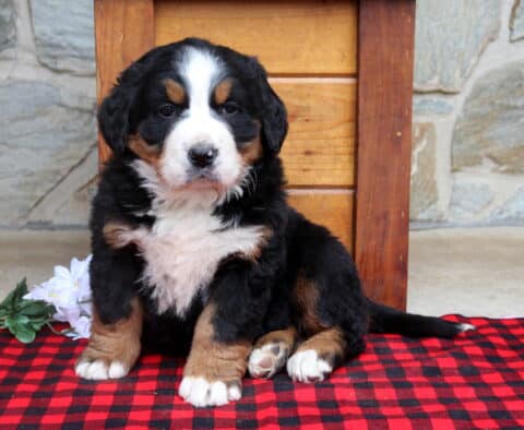 Biggie Bernese