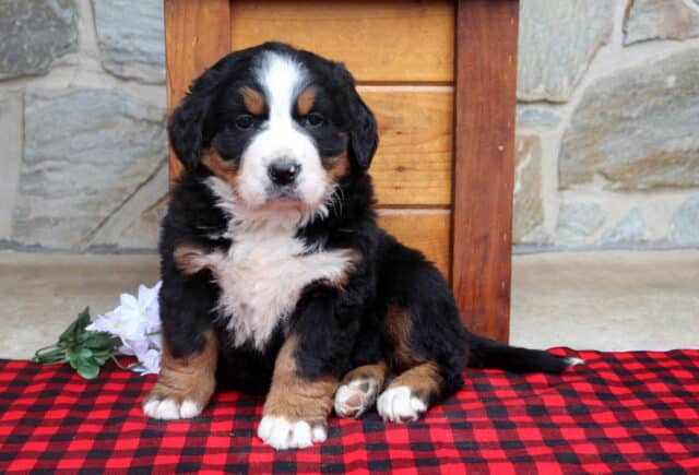 Bernese Mountain Dog puppy sitting on a red and black plaid blanket in front of a stone wall and wooden chair, featuring a fluffy black coat with a white facial blaze, white chest, and tan markings. image