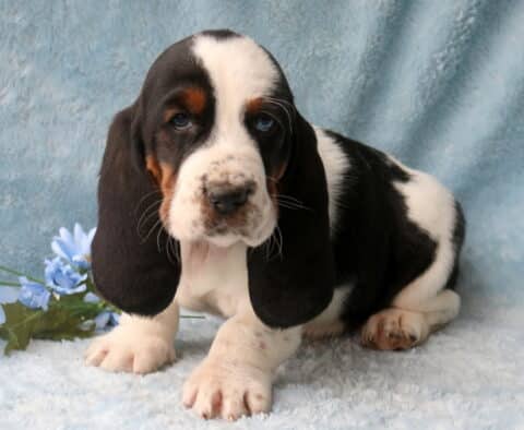 Billy Basset Hound