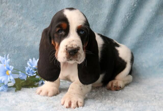 Billy Basset Hound image