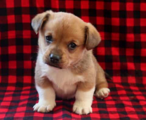 Corgi mix puppy sitting on a red and black plaid blanket, featuring a tan and white coat, short legs, and sweet expressive eyes.