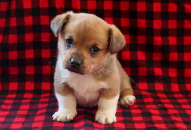 Corgi mix puppy sitting on a red and black plaid blanket, featuring a tan and white coat, short legs, and sweet expressive eyes. image