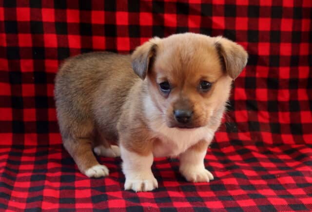 Corgi mix puppy standing on a red and black plaid blanket, showing a tan and white coat, short sturdy legs, and a gentle curious expression. image