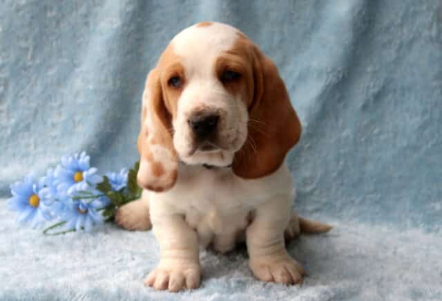 Bingo Basset Hound image