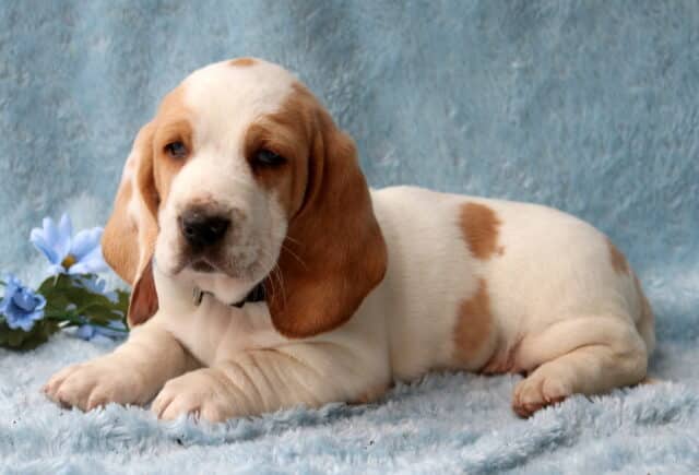 Bingo Basset Hound2 image