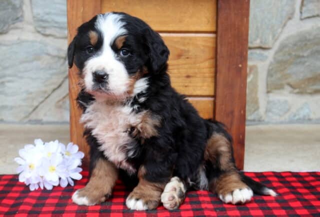 Bernese Mountain Dog puppy sitting on a red and black buffalo plaid blanket, showing a fluffy tri-color coat with a white blaze, white chest, and tan eyebrows and legs, posed beside white flowers in front of a rustic wooden bench and stone wall backdrop. image