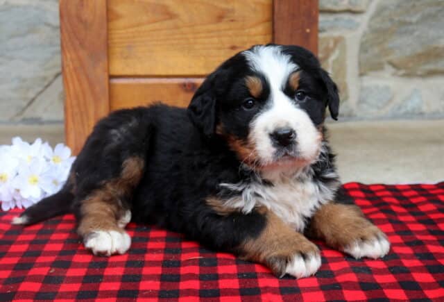 Bernese Mountain Dog puppy lying on a red and black buffalo plaid blanket, featuring a fluffy tri-color coat with a white facial blaze, white chest, and tan markings, photographed beside white flowers with a rustic wooden bench and stone wall background. image