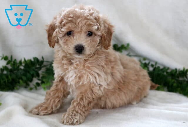 Blake Bichpoo2 image