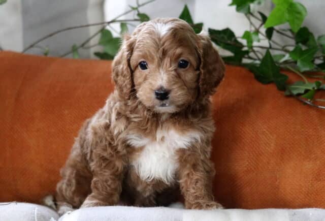 Blake Cockapoo image