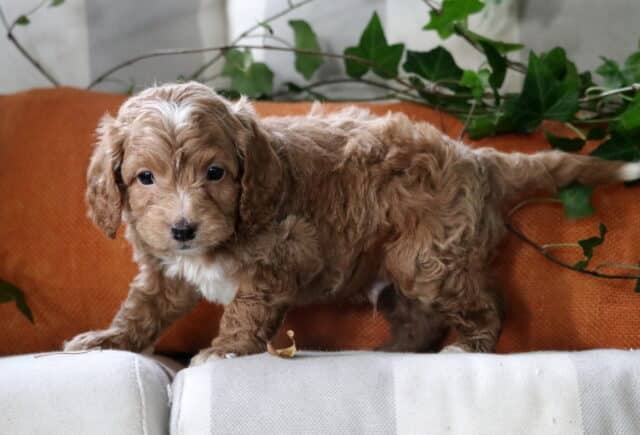 Blake Cockapoo2 image