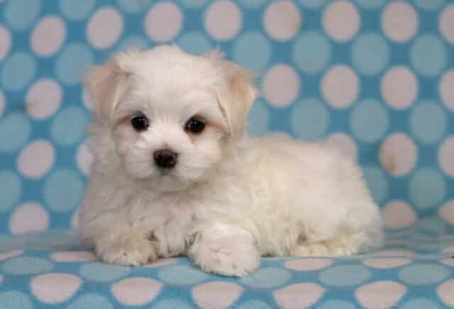 Blake Maltese2 image