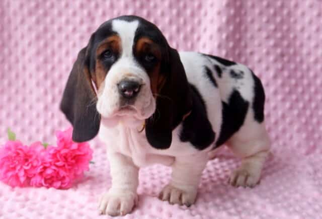 Blossom Basset Hound image