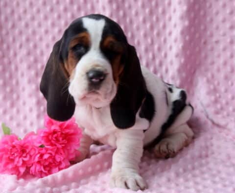 Blossom Basset Hound2