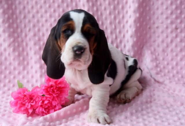 Blossom Basset Hound2 image