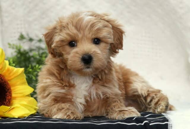 Adorable apricot Havapoo puppy lying on a striped blanket beside a sunflower, with soft curly fur and bright eyes image