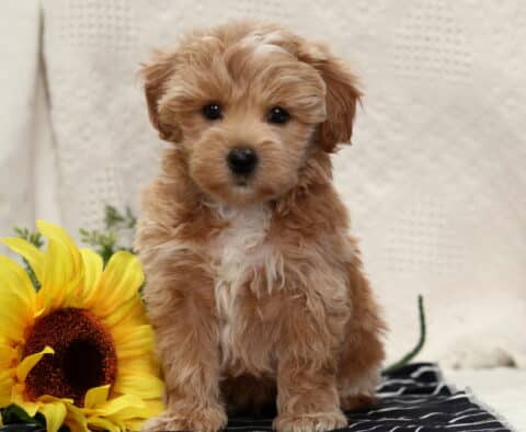 Fluffy apricot Havapoo puppy sitting beside a bright sunflower on a striped blanket, with soft wavy fur and sweet dark eyes