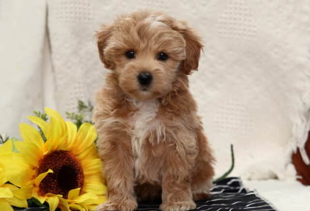 Fluffy apricot Havapoo puppy sitting beside a bright sunflower on a striped blanket, with soft wavy fur and sweet dark eyes image