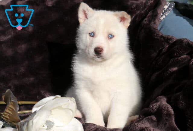 Snow-white Alusky puppy with icy blue eyes sitting upright on a dark velvet blanket beside a white flower, featuring plush fur and a calm, curious look. image