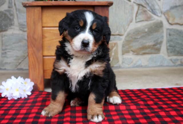Bernese Mountain Dog puppy sitting on a red and black plaid blanket with a stone wall backdrop, featuring a black coat with white blaze and tan markings. image