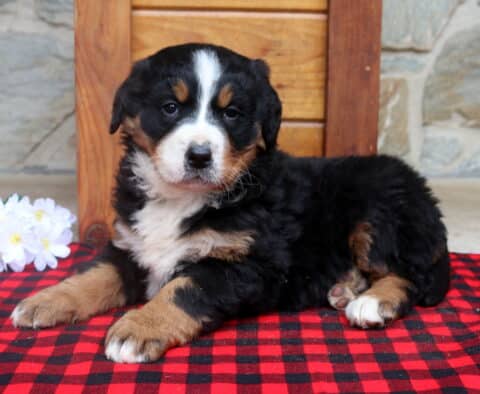 Breeze Bernese2