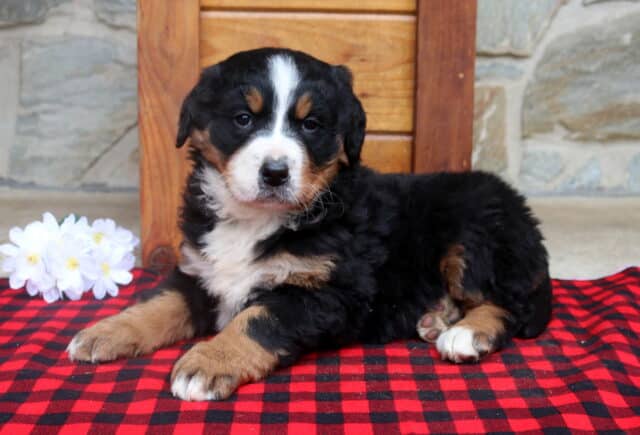 Bernese Mountain Dog puppy lying on a red and black plaid blanket in front of a stone wall, showing a fluffy black coat with white facial blaze and tan markings. image
