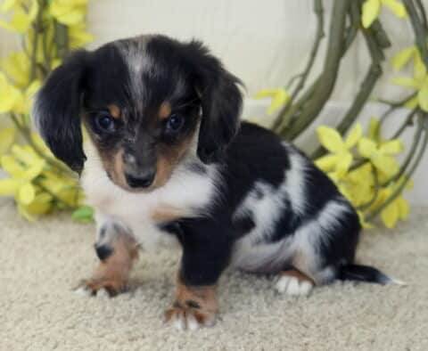 Black and dapple Mini Dachshund puppy sitting on a soft beige blanket with yellow floral décor, featuring long ears, short legs, and a sweet, curious expression.