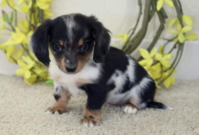Black and dapple Mini Dachshund puppy sitting on a soft beige blanket with yellow floral décor, featuring long ears, short legs, and a sweet, curious expression. image