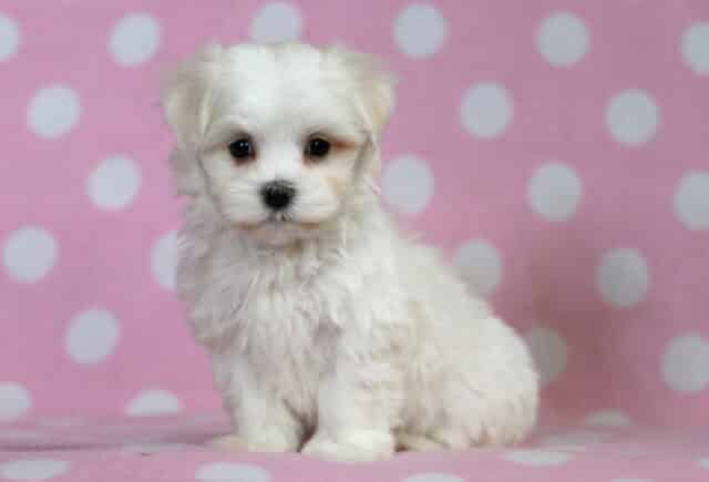 Brianna Maltese2 image