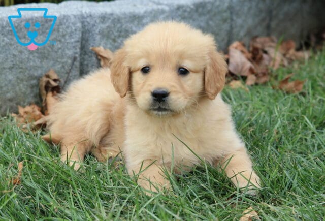 Brittany Golden image