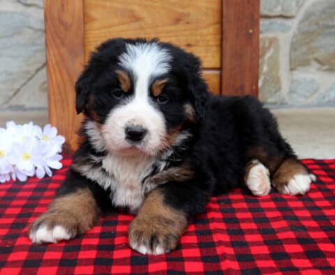 Brody Bernese2