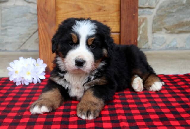 Bernese Mountain Dog puppy lying on a red and black buffalo plaid blanket, featuring a fluffy black coat with a white facial blaze, white chest, and tan markings on the legs and cheeks, posed in front of a rustic wooden bench and stone wall. image